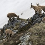 Un sondage auprès des chasseurs valaisans révèle leur souhait d'une refonte du système actuel de régulation du bouquetin (archives).